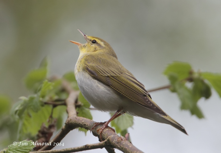 Wood Warbler singing side on Clunton Coppice 30 4 14 IMG_5472